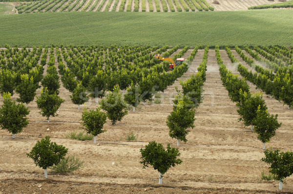 Yang orange trees plant Stock photo © deyangeorgiev