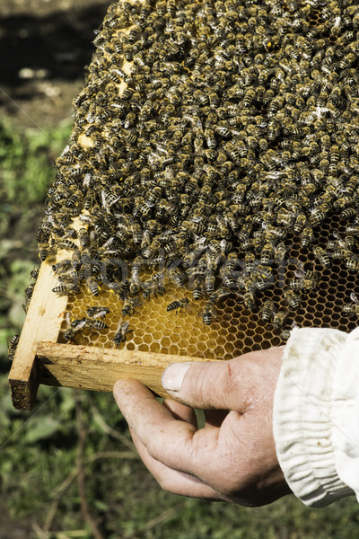 Veel bijen honingraat natuur werken Stockfoto © deyangeorgiev