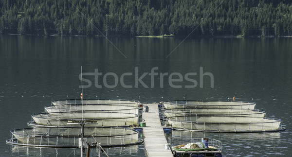 Cages for fish farming Stock photo © deyangeorgiev