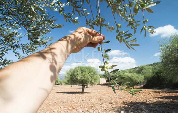 El zeytin şube güneş Stok fotoğraf © deyangeorgiev