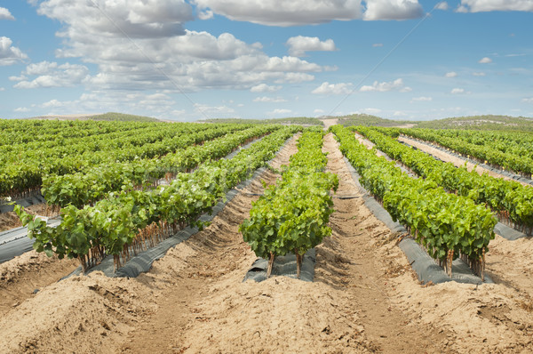 Young Vineyards in rows. Stock photo © deyangeorgiev