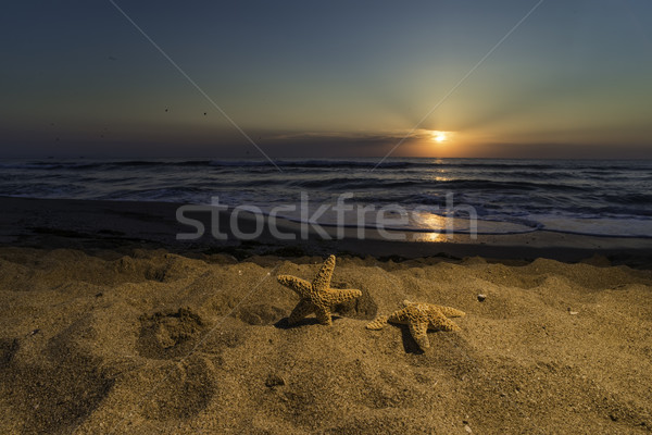 Sunrise Strand Muscheln Himmel Wasser Stock foto © deyangeorgiev