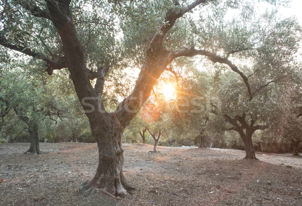 оливкового деревья солнце Лучи плантация продовольствие Сток-фото © deyangeorgiev