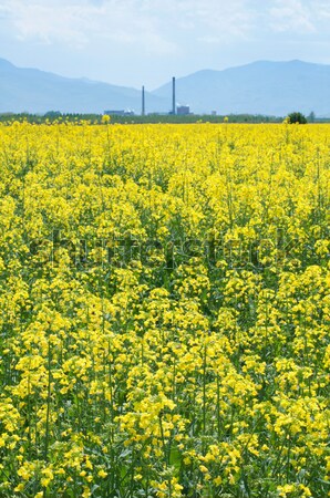 Viol plantation usine fleur nature paysage Photo stock © deyangeorgiev