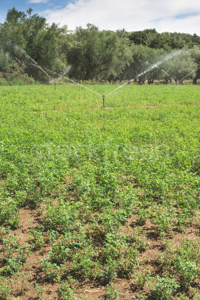 Irrigation ciel bleu herbe paysage domaine vert [[stock_photo]] © deyangeorgiev