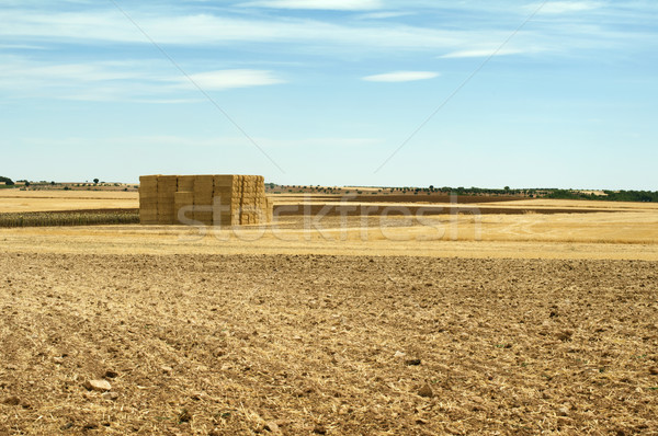 Paille bleu nuageux ciel herbe [[stock_photo]] © deyangeorgiev