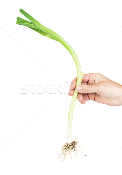 Leek white isolated Stock photo © deyangeorgiev