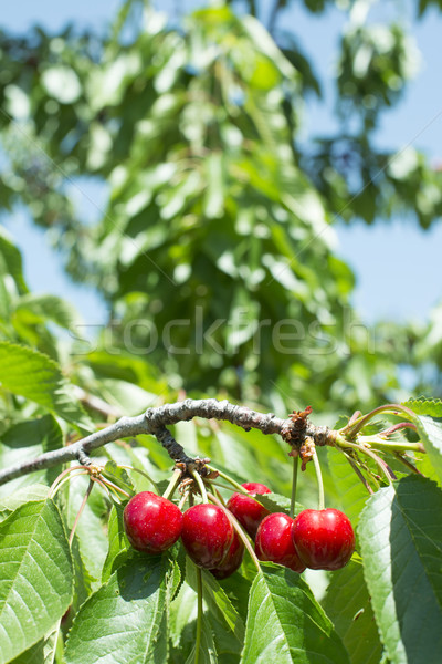 [[stock_photo]]: Brindille · rouge · cerises · arbre · feuille · fruits