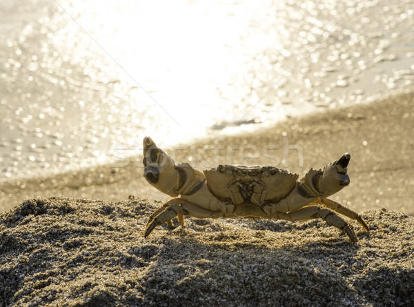 Cancer of the sand on the beach Stock photo © deyangeorgiev