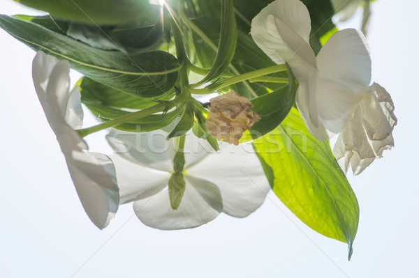 Fleurs rétroéclairage fleurs blanches fleur printemps nature Photo stock © deyangeorgiev