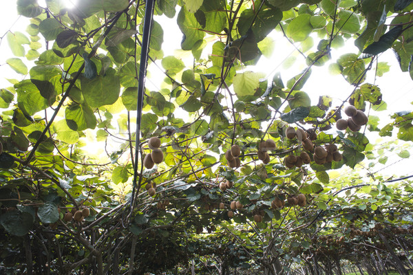 Foto stock: Kiwi · planta · plantación · día · luz