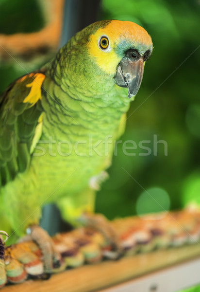 Stock fotó: Zöld · papagáj · természet · háttér · madár · portré