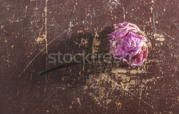 Withered flower Stock photo © deyangeorgiev