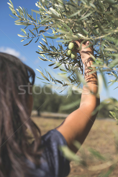 Hand holding olive branch Stock photo © deyangeorgiev