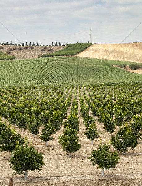 Yang orange trees plant Stock photo © deyangeorgiev