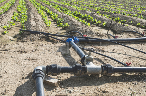 Watering tubes on lettuce Stock photo © deyangeorgiev