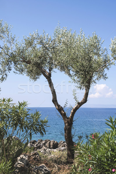 Сток-фото: оливковое · дерево · пляж · Blue · Sky · Греция · воды · морем