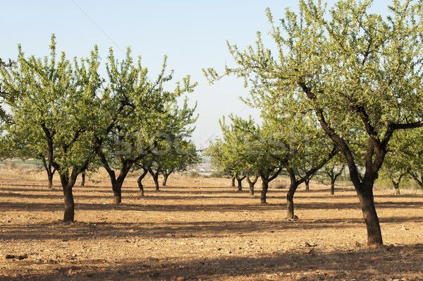 Almond plantation trees Stock photo © deyangeorgiev