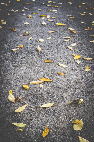 Herbst Blatt Bürgersteig dunkel Textur Stadt Stock foto © deyangeorgiev