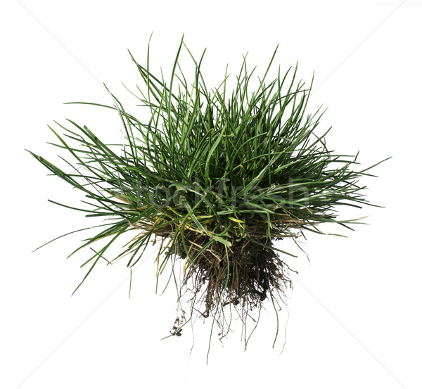 Turf grass and earth Stock photo © deyangeorgiev