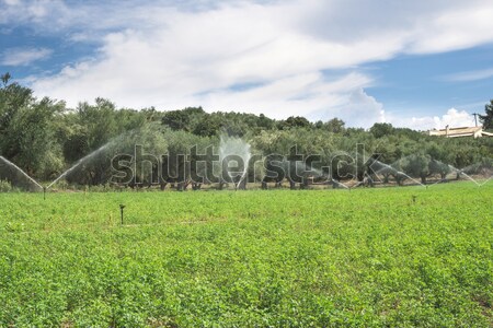 Irrigatie blauwe hemel gras landschap veld groene Stockfoto © deyangeorgiev