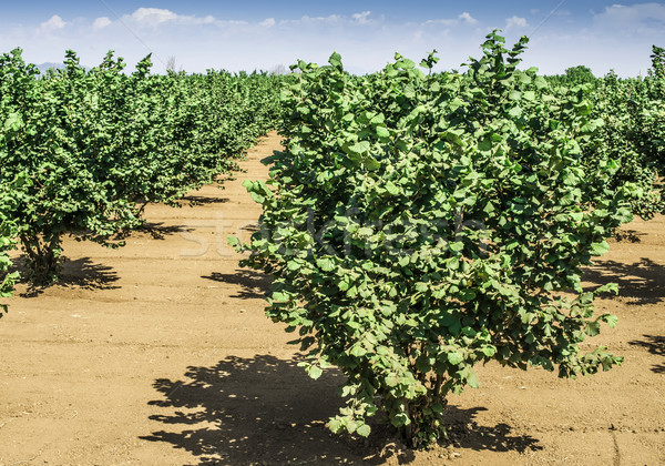 Hazel tree plantation Stock photo © deyangeorgiev