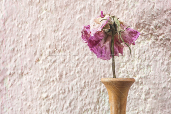 Withered rose flower Stock photo © deyangeorgiev