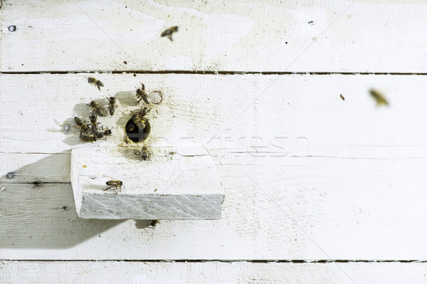 Abejas colmena blanco colmena familia trabajo Foto stock © deyangeorgiev