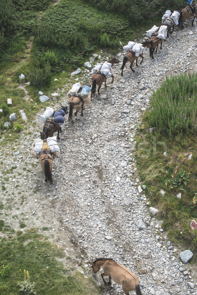 Horses laden with baggage climb the mountain Stock photo © deyangeorgiev