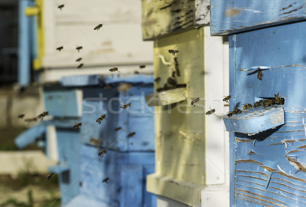 Bienen fliegen Bienenstock Sonne Licht Gras Stock foto © deyangeorgiev