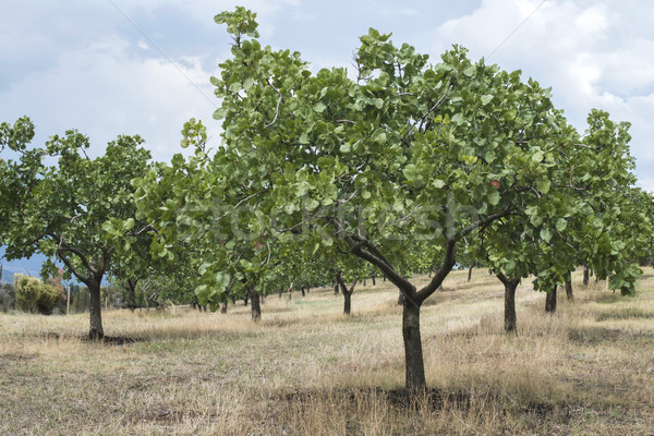 Pistachio trees Stock photo © deyangeorgiev