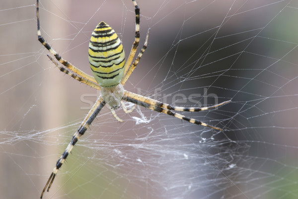 Spider in a garden Stock photo © deyangeorgiev