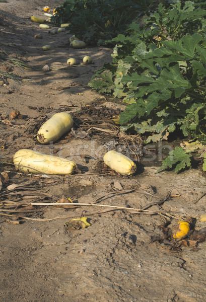 Zucchini field Stock photo © deyangeorgiev