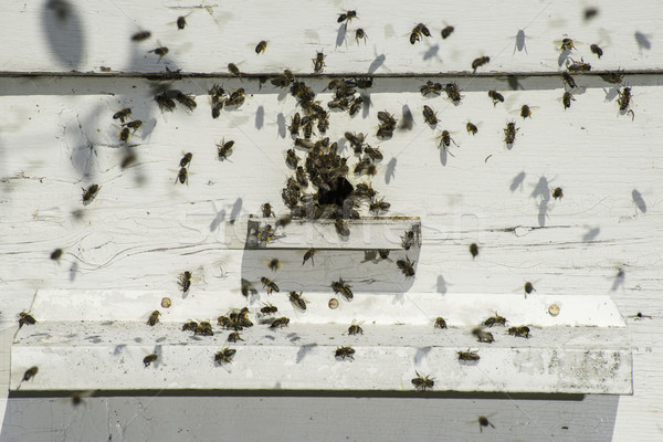 蜜蜂 蜂巢 白 家庭 工作 商業照片 © deyangeorgiev