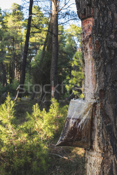 Collect of resin on tree Stock photo © deyangeorgiev