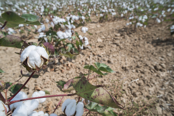 Pamut növények mező napos idő ipar farm Stock fotó © deyangeorgiev