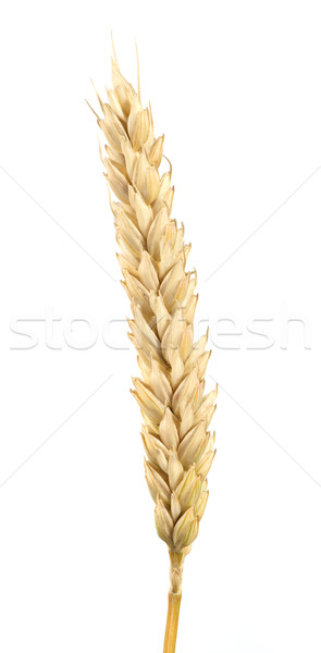 Close up wheat cereal crops Stock photo © deyangeorgiev