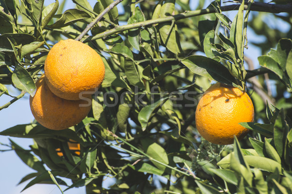 Oranges on a branch Stock photo © deyangeorgiev