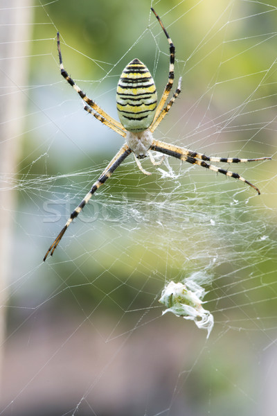 Spider in a garden Stock photo © deyangeorgiev