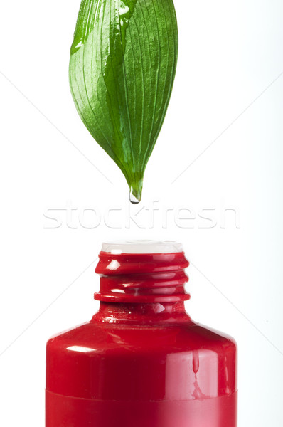 Zdjęcia stock: Zielony · liść · spadek · rur · kosmetyki · biały · odizolowany