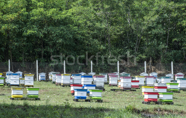 Beehives in bee farm Stock photo © deyangeorgiev
