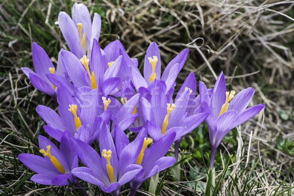 Niebieski krokus słońce świetle fioletowy Zdjęcia stock © deyangeorgiev