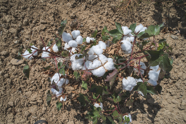 Cotton plants field Stock photo © deyangeorgiev