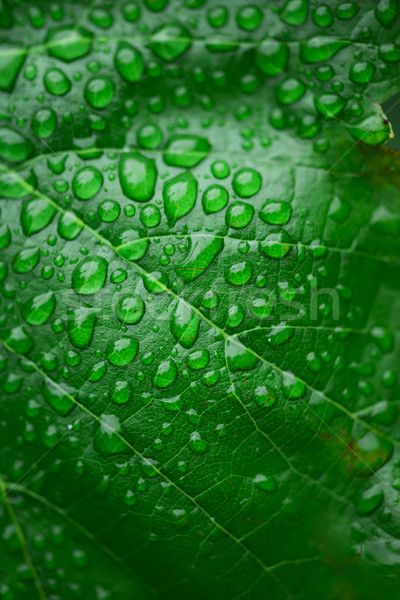 Foglia verde rugiada acqua texture erba Foto d'archivio © deyangeorgiev