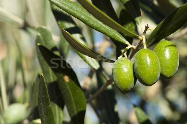 Olive ramo verde albero frutta Foto d'archivio © deyangeorgiev