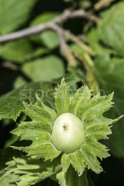  Branch with hazelnuts Stock photo © deyangeorgiev