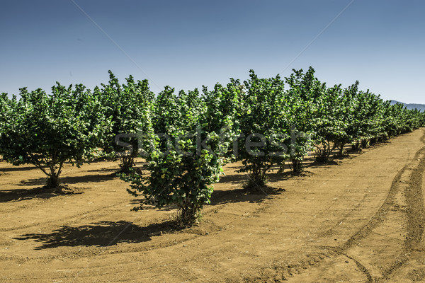 Hazel tree plantation Stock photo © deyangeorgiev