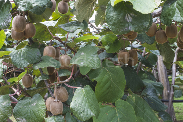 [[stock_photo]]: Kiwi · usine · plantation · cultures · jour · lumière