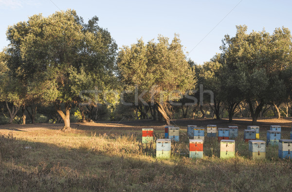 Stock photo: Colorful beehives