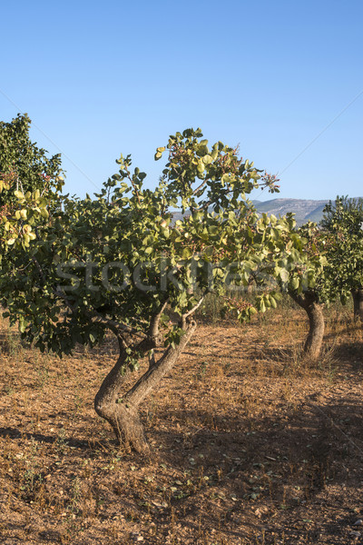 Pistachio trees Stock photo © deyangeorgiev